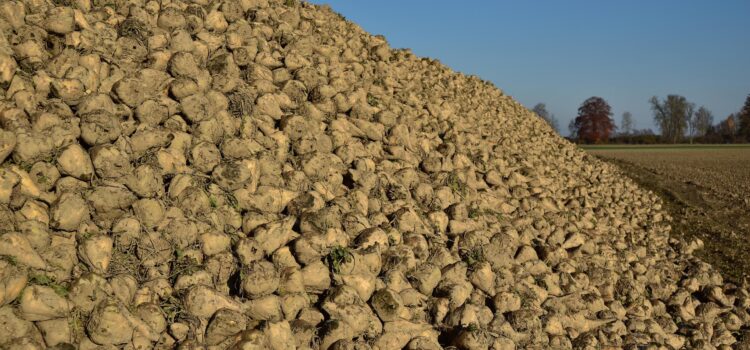 Ein Berg Zuckerrüben auf dem Feld